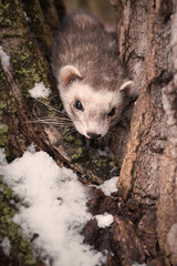 Ferret enjoying day walk outdoor in snowy city park