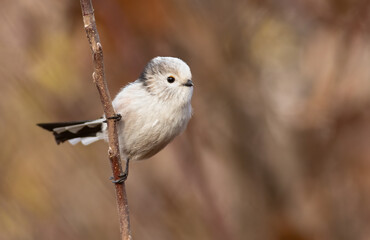 Long-tailed tit, Aegithalos caudatus. A beautiful bird sitting on a thin twig
