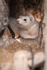Ferret enjoying day walk outdoor in snowy city park