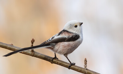 Long-tailed tit, Aegithalos caudatus. A bird sitting on a beautiful blurred background © Юрій Балагула