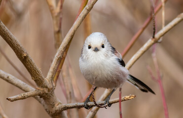 Long-tailed tit, Aegithalos caudatus. A little birdie looks through the lens
