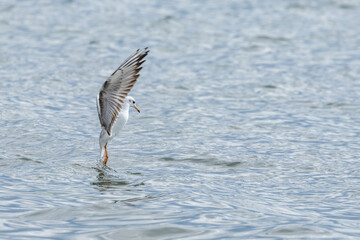 Wasservögel am Bodensee