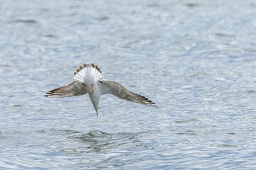 Wasservögel am Bodensee