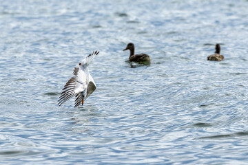 Wasservögel am Bodensee