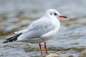 Wasservögel am Bodensee