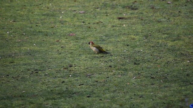 The green woodpecker (Picus viridis) sitting on gras and picking for insects. European wildlife scene.