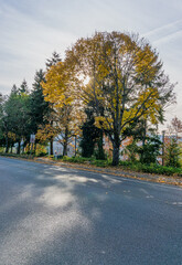 Obraz premium Seatac Yellow Autumn Trees Silhouette