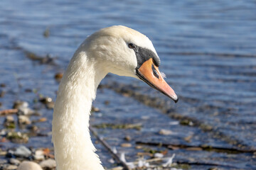 Wasservögel am Bodensee
