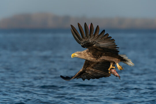 white tailed eagle (Haliaeetus albicilla) taking a fish out of the water of the oder delta in Poland, europe. Polish Eagle. National Bird Poland.                                                       
