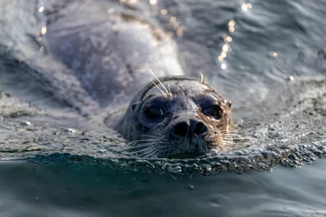 Poster Seals in its natural habitat swimming in Dutch North Sea (Noordzee) The earless seals phocids or true seals are one of the three main groups of mammals within the seal lineage, Pinnipedia, Netherlands © Sarawut