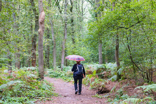 Womand with umbrella hiking the Dutch Drenthe trail near Gieten and Eext municipality Aa en Hunze in Drenthe the Netherlands