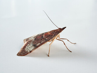 Wandering sunset moth. Uresiphita gilvata