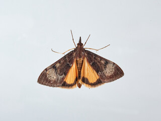 Wandering sunset moth. Uresiphita gilvata