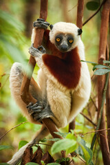 Coquerel's sifaka, Propithecus coquereli, lemur endemic to Madagascar, red and white colored fur, staring at camera,native rain forest envirnoment. Madagascar