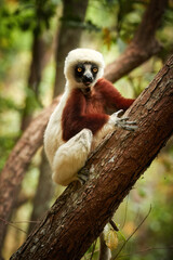 Coquerel's sifaka, Propithecus coquereli, lemur endemic to Madagascar, red and white colored fur, staring at camera,native rain forest envirnoment. Madagascar
