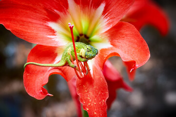 Canopy chameleon, Furcifer willsii. Green and blue colored chameleon on a red lily, close up,...