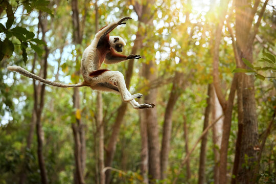 Jumping Coquerel's sifaka, Propithecus coquereli, jumping lemur in the air against rain forest canopy, monkey endemic to Madagascar, red and white colored fur and long tail.  Madagascar