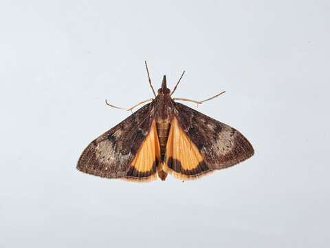 Wandering Sunset Moth. Uresiphita Gilvata