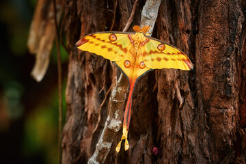 A huge nocturnal moth from the wild, a yellow-red Comet moth, Argema mittrei, male, isolated on a...