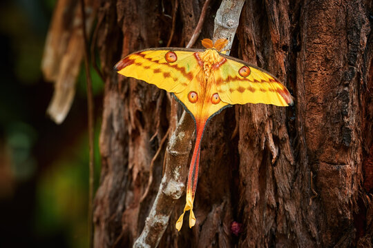 A huge nocturnal moth from the wild, a yellow-red Comet moth, Argema mittrei, male, isolated on a dark tree trunk. Madagascar.