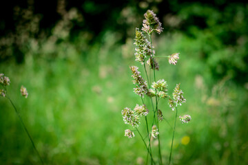 wisps in the meadow, close up blurry background
