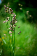 wisps in the meadow, close up blurry background