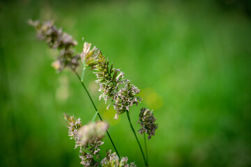 wisps in the meadow, close up blurry background
