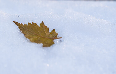 A dry autumn leaf on the snow on a winter day.