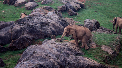 elefante y roca