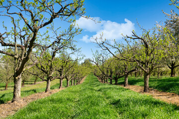 Fruit tree orchard against blue sky in spring