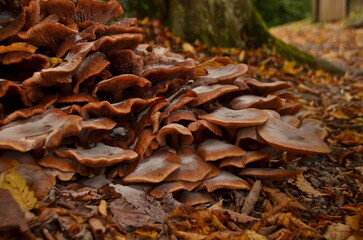 mushrooms in the forest