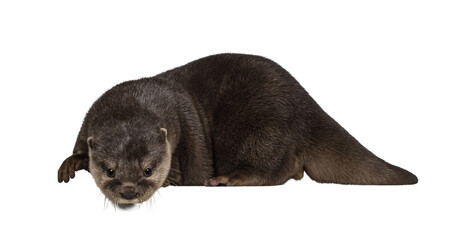 Cute young Asian small clawed otter aka Aonyx cinerea, standing side ways on edge. Looking down...