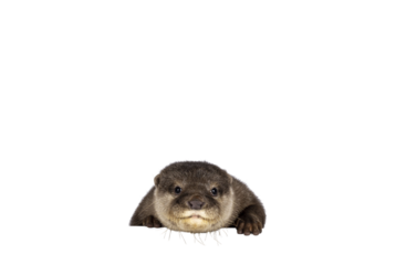 Head shot of cute young Asian small clawed otter aka Aonyx cinerea, standing behind edge. Looking towards camera. isolated on a transparent background.
