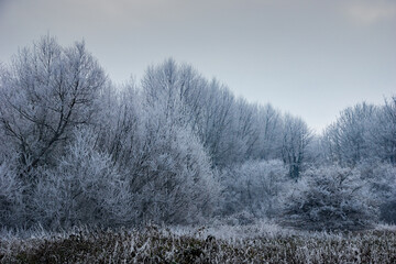 A view of a Hertfordshire wood on a very cold and frosty morning after the hardest cold snap for years