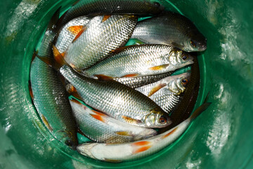 Roach fish with silvery scales and orange fins in a green bucket, top view