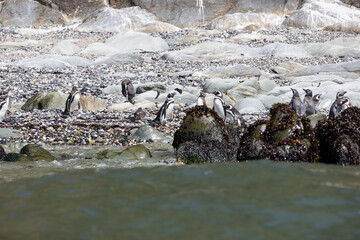 Penguins at the beach of Isla Maiquillahue near Valdivia, Chile