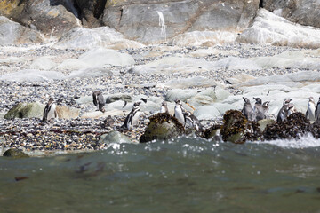 Penguins at the beach of Isla Maiquillahue near Valdivia, Chile