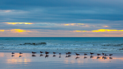 Naklejka na ściany i meble A beach with seagulls at sunset