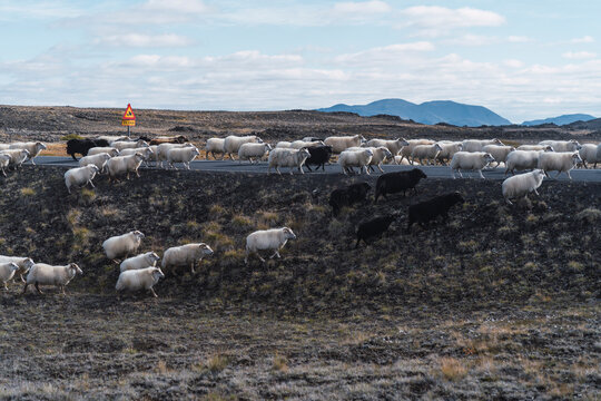 Flock of sheep crossing road in countryside