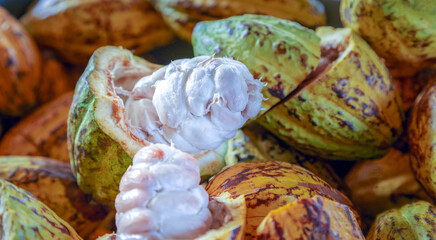 Cut in half ripe cacao pods or yellow cacao fruit Harvest cocoa beans to send to the chocolate factory © NARONG