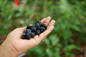 blue berry fruits on women hand in nature 