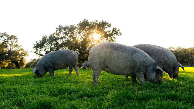 Iberian pigs grazing in field during sunset