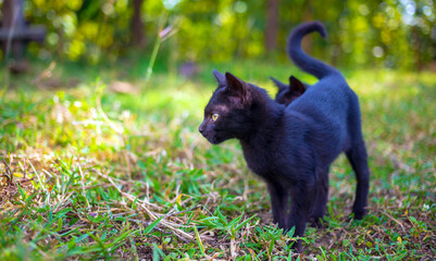 A cute black native Thai kitten walks on grass outdoors in the park in the sunlight morning.