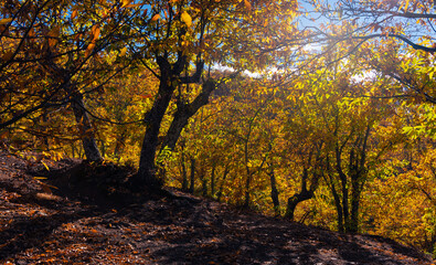 Obraz premium Chestnut forest, Pujerra, locality of Malaga, Andalucia, Spain. Genal Valley.