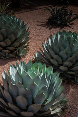 Cactus detail in a garden
