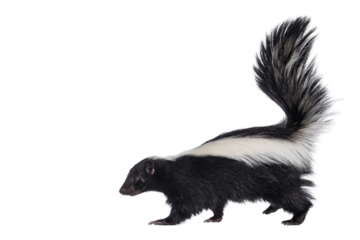 Cute classic black with white stripe young skunk aka Mephitis mephitis, walking side ways. Head up looking straight ahead with tail high up. Isolated cutout on transparent background.
