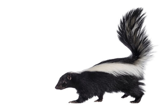 Cute classic black with white stripe young skunk aka Mephitis mephitis, walking side ways. Head up looking straight ahead with tail high up. Isolated cutout on transparent background.