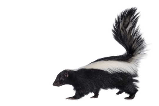 Cute classic black with white stripe young skunk aka Mephitis mephitis, walking side ways. Head up looking straight ahead with tail high up. Isolated cutout on transparent background.