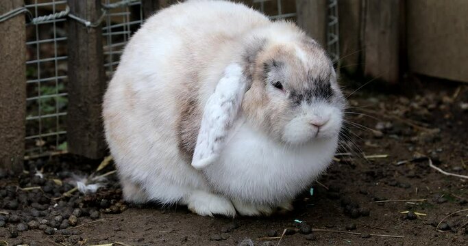 Cute White Lop-Eared Rabbit At The Farm. Close Up View Portrait - DCi 4K Resolution
