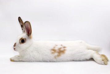 white rabbit on white background